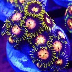WYSIWYG Zoanthid Frag T4