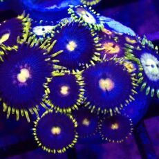 WYSIWYG Zoanthid Frag T5