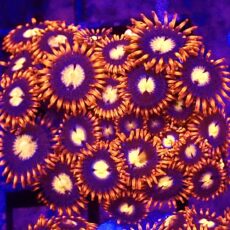 WYSIWYG Zoanthid Frag T6