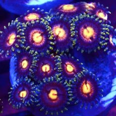 WYSIWYG Zoanthid Frag T7
