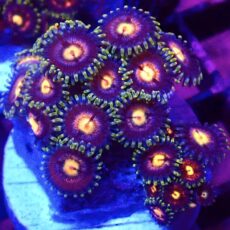 WYSIWYG Zoanthid Frag T8