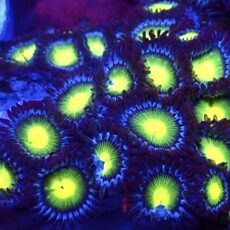 WYSIWYG Zoanthid Frag T9
