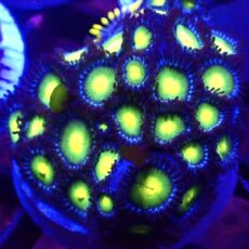 WYSIWYG Zoanthid Frag T10