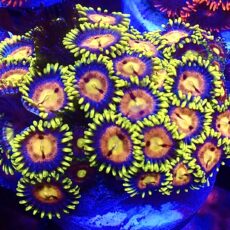 WYSIWYG Zoanthid Frag T11
