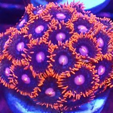 WYSIWYG Zoanthid Frag T12