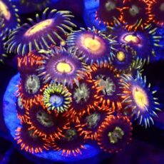 WYSIWYG Zoanthid Frag T13