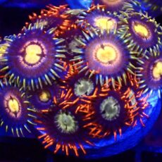 WYSIWYG Zoanthid Frag T14