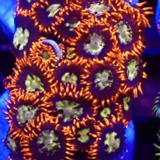 WYSIWYG Zoanthid Frag T15