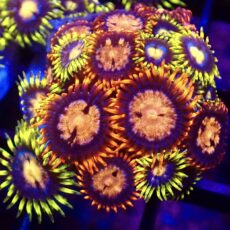 WYSIWYG Zoanthid Frag T16