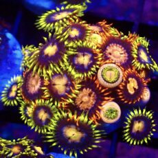 WYSIWYG Zoanthid Frag T17