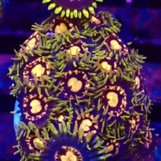 WYSIWYG Zoanthid Frag T18