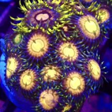WYSIWYG Zoanthid Frag T19