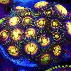 WYSIWYG Zoanthid Frag T20