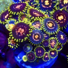 WYSIWYG Zoanthid Frag T21