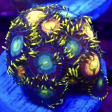 WYSIWYG Zoanthid Frag T22