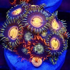 WYSIWYG Zoanthid Frag T23