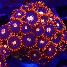 WYSIWYG Zoanthid Frag T24