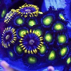 WYSIWYG Zoanthid Frag T25