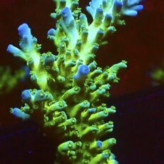 WYSIWYG 20J Violet Venom Acropora (65mm Colony)