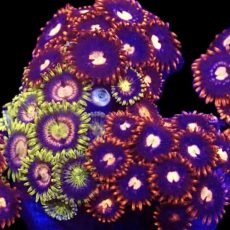 WYSIWYG Zoanthid Frag T2