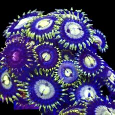 WYSIWYG Zoanthid Frag T3