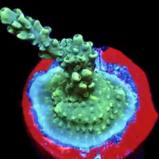 WYSIWYG 24C Teal Staghorn Acropora