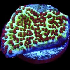 WYSIWYG 7B Jedi Mind Trick Montipora Frag