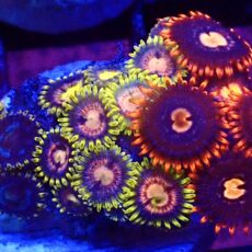 WYSIWYG Zoanthid Frag T29