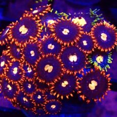 WYSIWYG Zoanthid Frag T30
