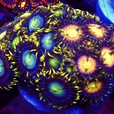 WYSIWYG Zoanthid Frag T31