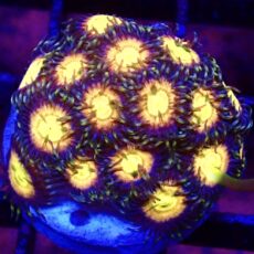 WYSIWYG Zoanthid Frag T32