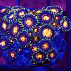 WYSIWYG Zoanthid Frag T33