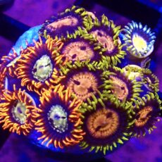 WYSIWYG Zoanthid Frag T34