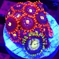 WYSIWYG Zoanthid Frag T35