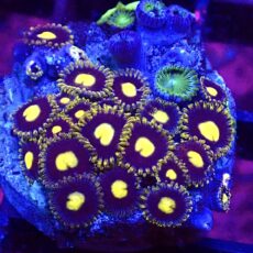 WYSIWYG Zoanthid Frag T36