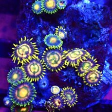 WYSIWYG Zoanthid Frag T37