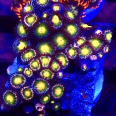 WYSIWYG Zoanthid Frag T38