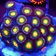 WYSIWYG Zoanthid Frag T39