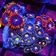 WYSIWYG Zoanthid Frag T40