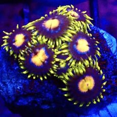 WYSIWYG Zoanthid Frag T41