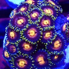 WYSIWYG Zoanthid Frag T42