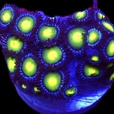 WYSIWYG Zoanthid Frag T26