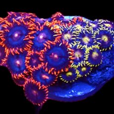 WYSIWYG Zoanthid Frag T27