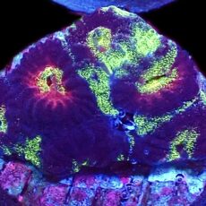 WYSIWYG Lemon Flare Favia Frag 3