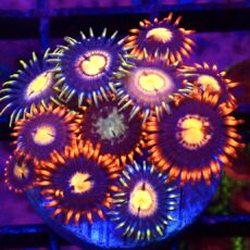 WYSIWYG Zoanthid Frag T43