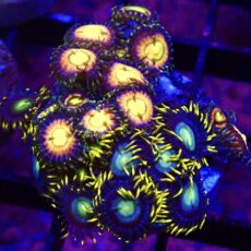 WYSIWYG Zoanthid Frag T44