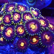 WYSIWYG Zoanthid Frag T45