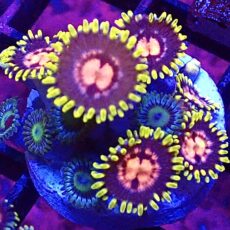 WYSIWYG Zoanthid Frag T46