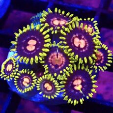 WYSIWYG Zoanthid Frag T47