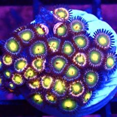 WYSIWYG Zoanthid Frag T48